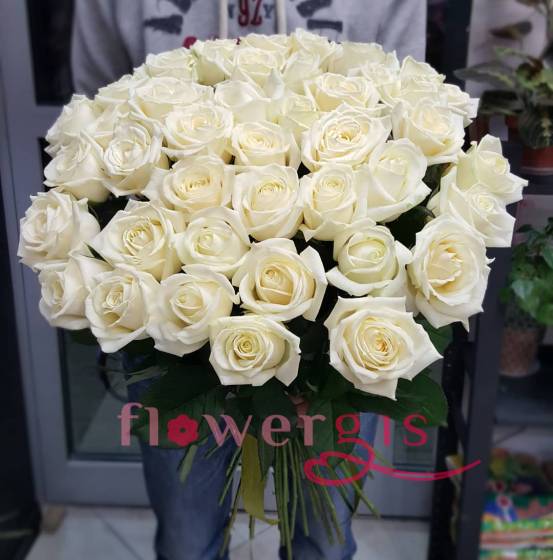 Роза мондиаль